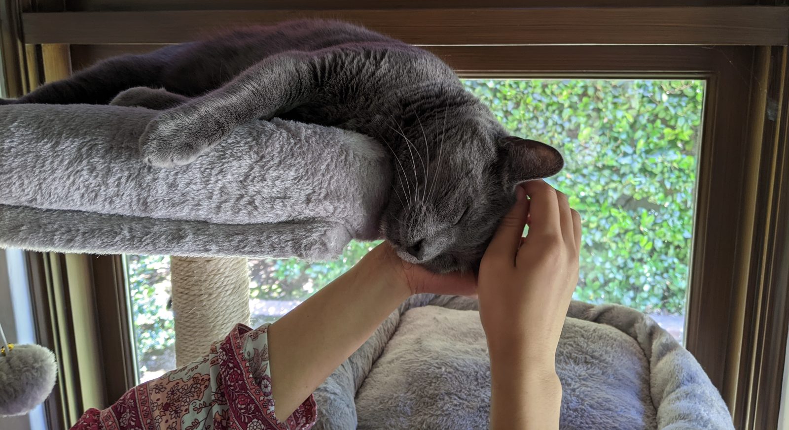 Cat photograph