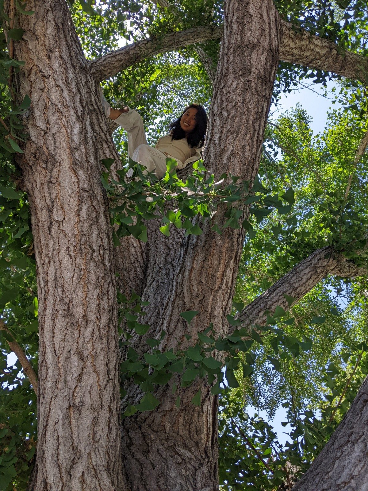 Tree photograph